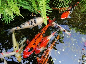 High angle view of koi carps swimming in sea