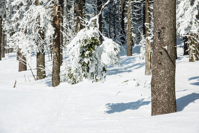 Snow covered pine trees on field during winter