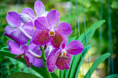 Close-up of pink orchids on plant