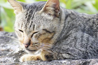 Close-up of a sleeping cat