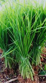 Close-up of fresh green plant in field