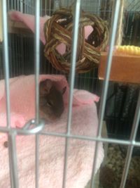 Close-up of bird in cage