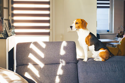 Beagle dog sit on the top of soffa in bright room. looking outside through window.