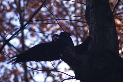Close-up of silhouette man against bare tree