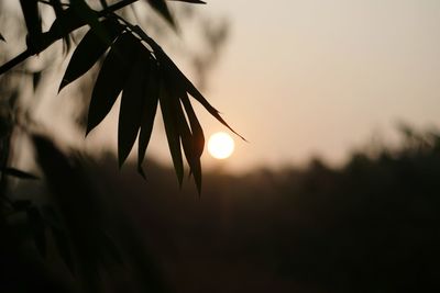 Close-up of silhouette plant at sunset