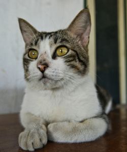 Close-up portrait of cat sitting