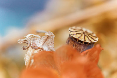 Close-up of poppy 