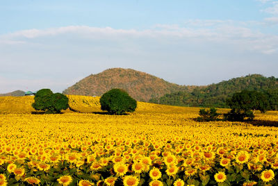Scenic view of oilseed rape field against sky