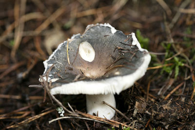 Close-up of mushroom growing on field