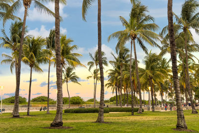 Palm trees on field