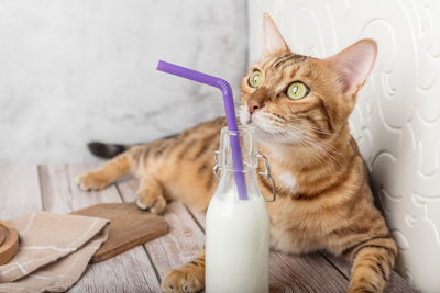 Domestic cat drinks fresh milk from a bottle through a straw.