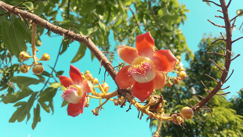 Low angle view of fruits on tree against sky