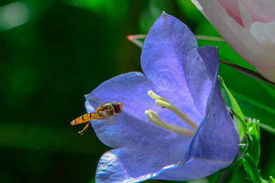 Close-up of honey bee on flower