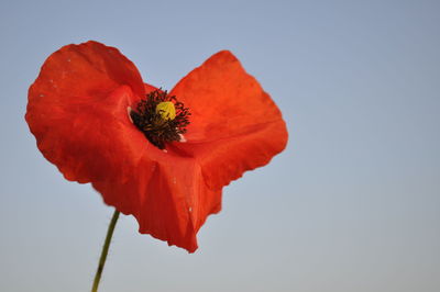 Close-up of red poppy blooming against clear sky