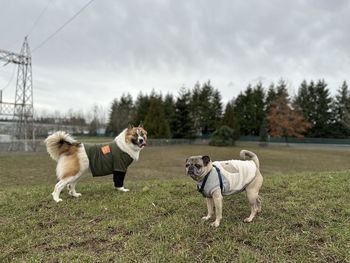 Dogs running on field