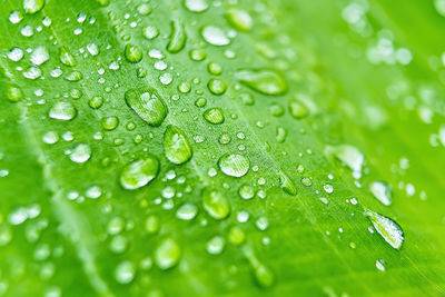 Close-up of wet leaves on rainy day