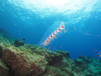 Fishes swimming in sea