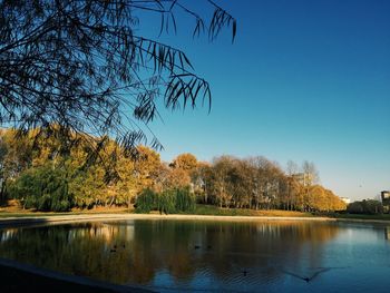 Reflection of trees in calm lake
