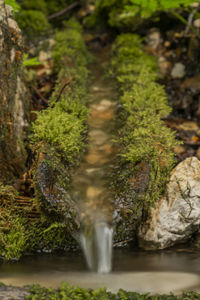 Close-up of waterfall amidst plants