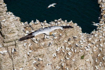 Large white and black gannet sea-bird gliding on thermals and updraft on cliffs with nests below bw