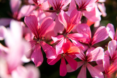 Close-up of pink flowers