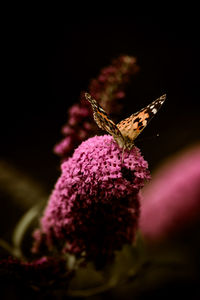 Close-up of butterfly pollinating on pink flower