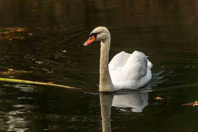 Swan swimming in lake