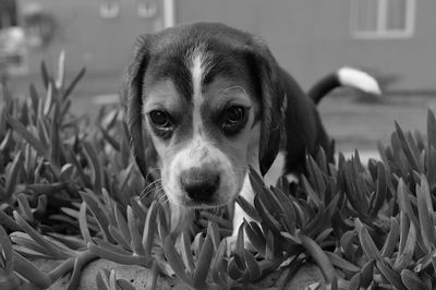one animal