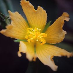 Close-up of yellow flower