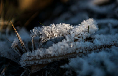 Close-up of frozen plant