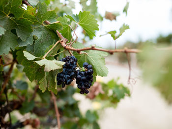 Close-up of grapes growing in vineyard