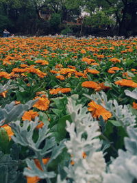 Yellow flowers blooming in field