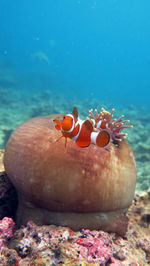 Close-up clownfish