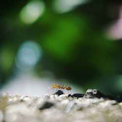 Close-up of bee on leaf