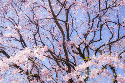 Low angle view of cherry blossoms against sky