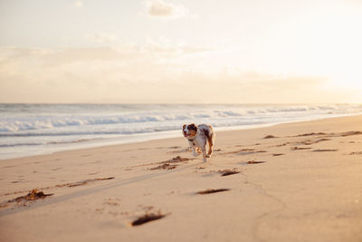 Dog on beach