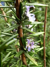 Close-up of purple flower growing on plant