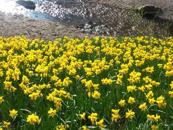 Yellow flowers growing in field