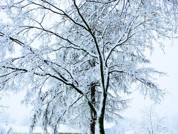 Low angle view of bare tree against sky