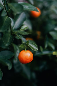 Close-up of orange fruits on tree