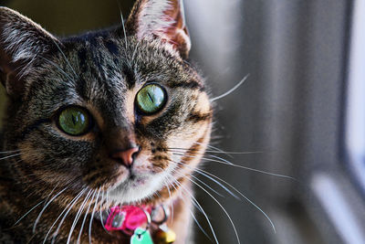 Emerald green eyed cat gazing out the window . 