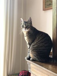 Portrait of a cat looking away at home