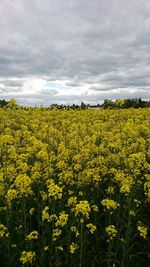 Scenic view of oilseed rape field against cloudy sky