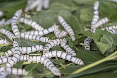 Silk worms and caterpillars. silkworm larvae on mulberry leaves. silkworm culture.