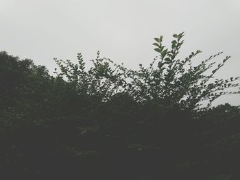 Low angle view of trees against clear sky