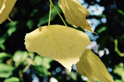 Close-up of leaves