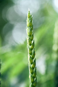 Close-up of corn growing on field