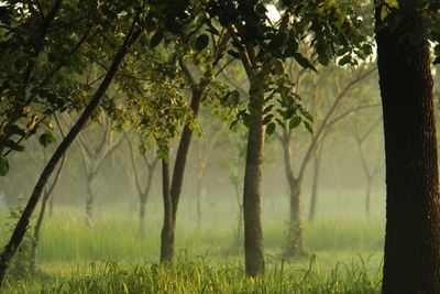 Trees in forest