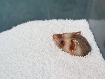 High angle view of a ferret