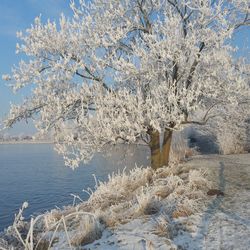 Snow covered plants against trees